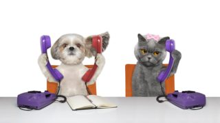 Pejsek a&nbsp;kočička s&nbsp;páníčkem v&nbsp;práci. To není název pohádky, ale dobrý nápad