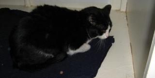 V bytě v&nbsp;Jablonci nad Nisou žilo 29 koček. Policie zjišťuje, zda nebyly týrané