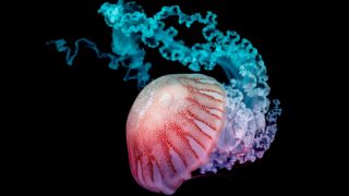 Nebezpečí u&nbsp;chorvatských pláží. Během jednoho dne bylo od medúz popáleno několik lidí