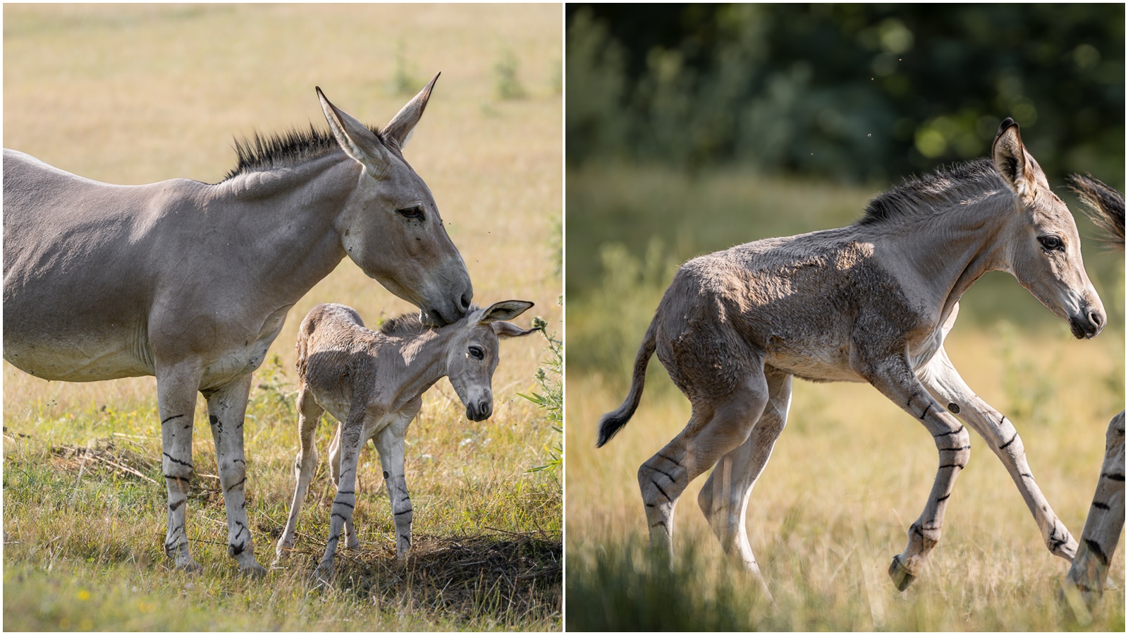 V zoo Dvůr Králové se narodilo mládě ohroženého osla somálského