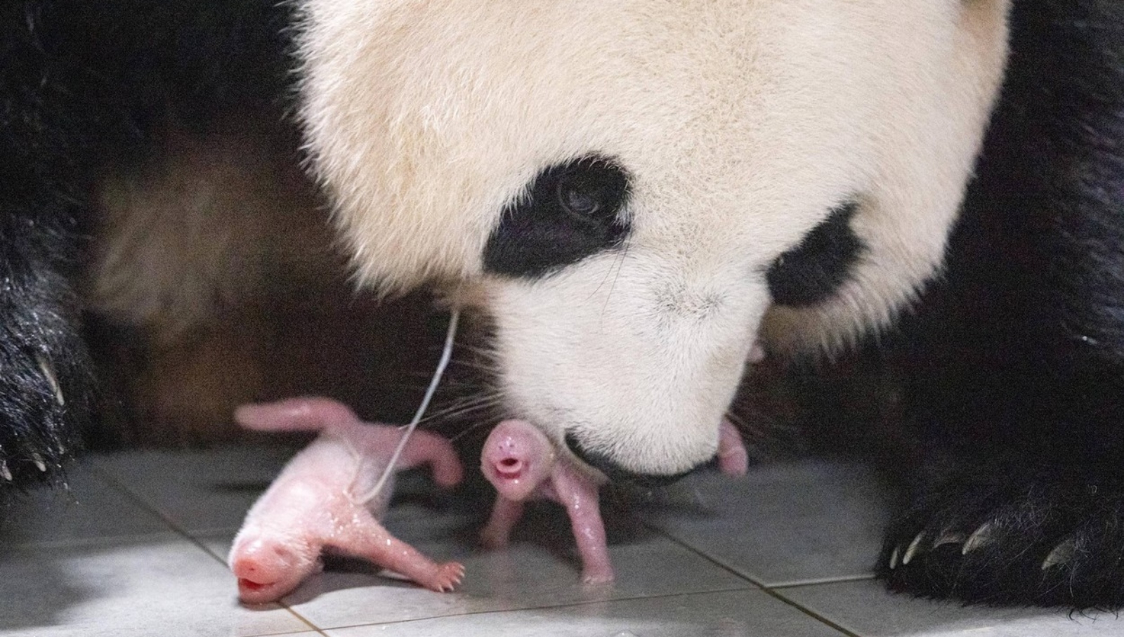 Roztomilé? Ani moc ne. V jihokorejské zoo se narodila mláďata pandy velké