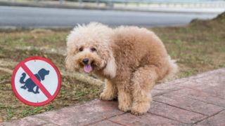 Ve Francii bojují proti psím výkalům. Mazlíčkům odeberou DNA a&nbsp;majitelům přijde pokuta poštou