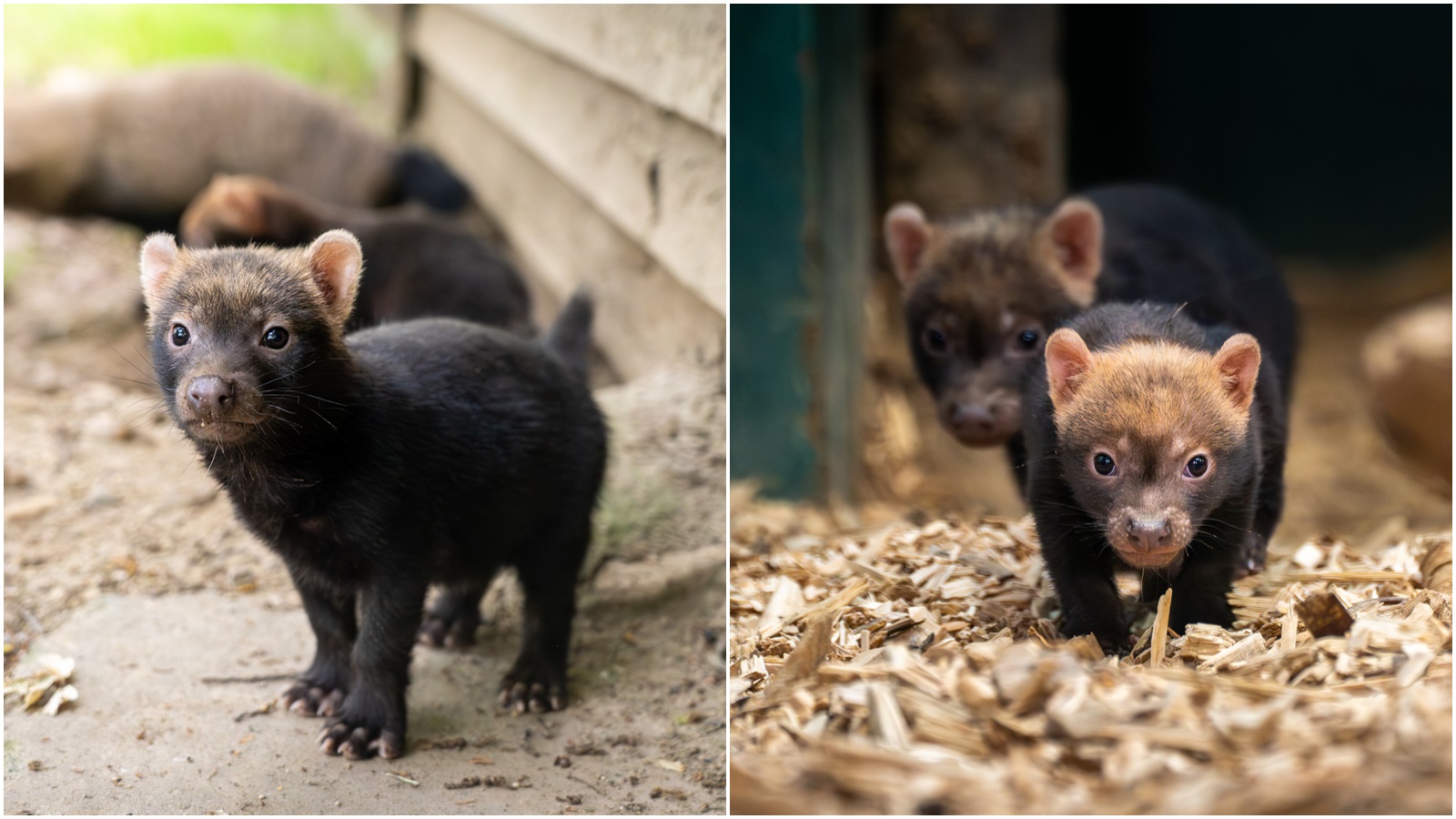 V Zoo Praha se narodila štěňata psů pralesních. Takhle dovádí před zraky návštěvníků