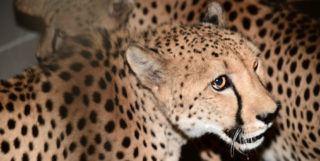 Olomoucká zoo po&nbsp;roční pauze obnovila chov gepardů, získala dva samce