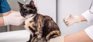 Na Kypru budou zbylými vakcínami proti covidu-19 očkovat kočky