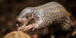 Zoo Praha se podařil chovatelský úspěch. Odchovala prvního luskouna v&nbsp;Evropě