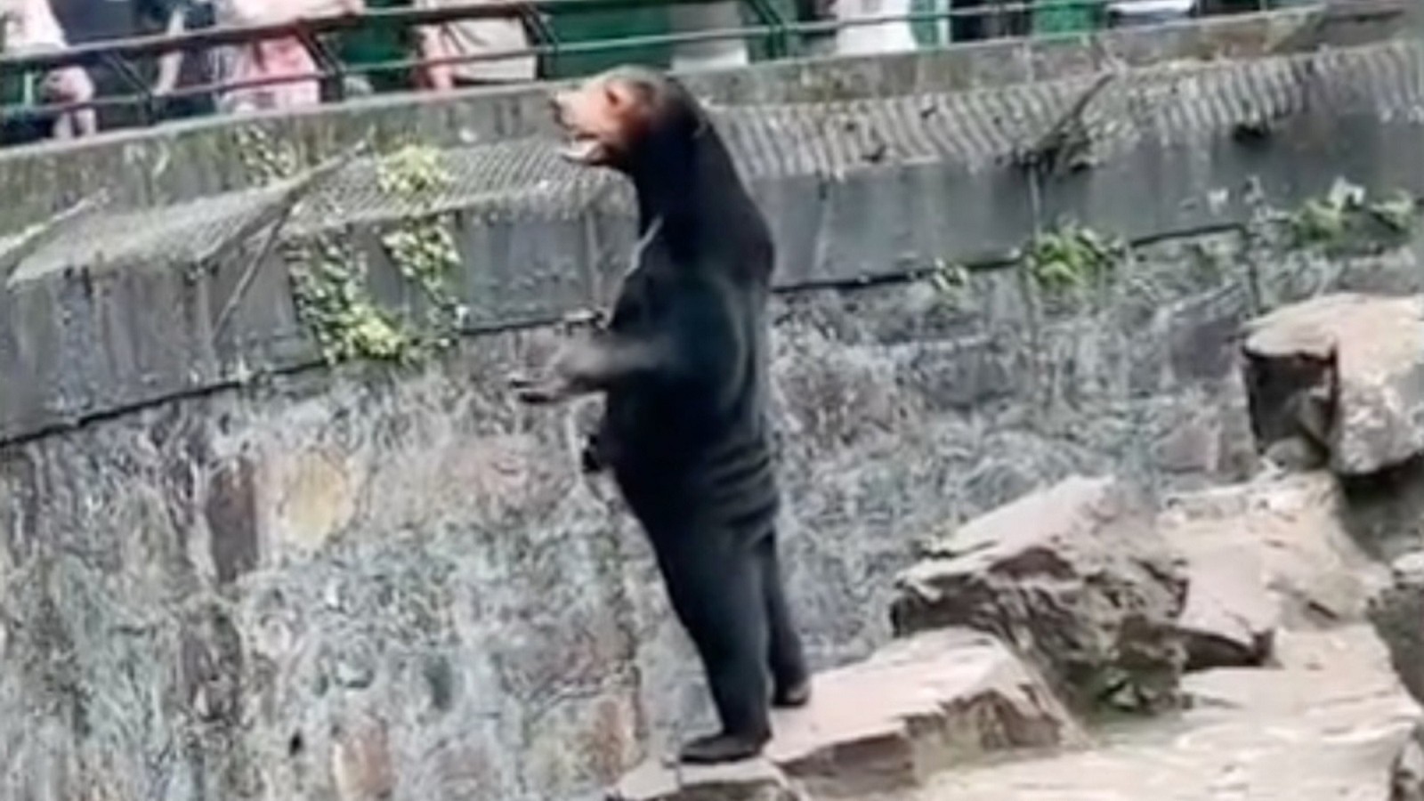 Vydávali člověka za medvěda? Čínská zoo se proti obviněním hájí