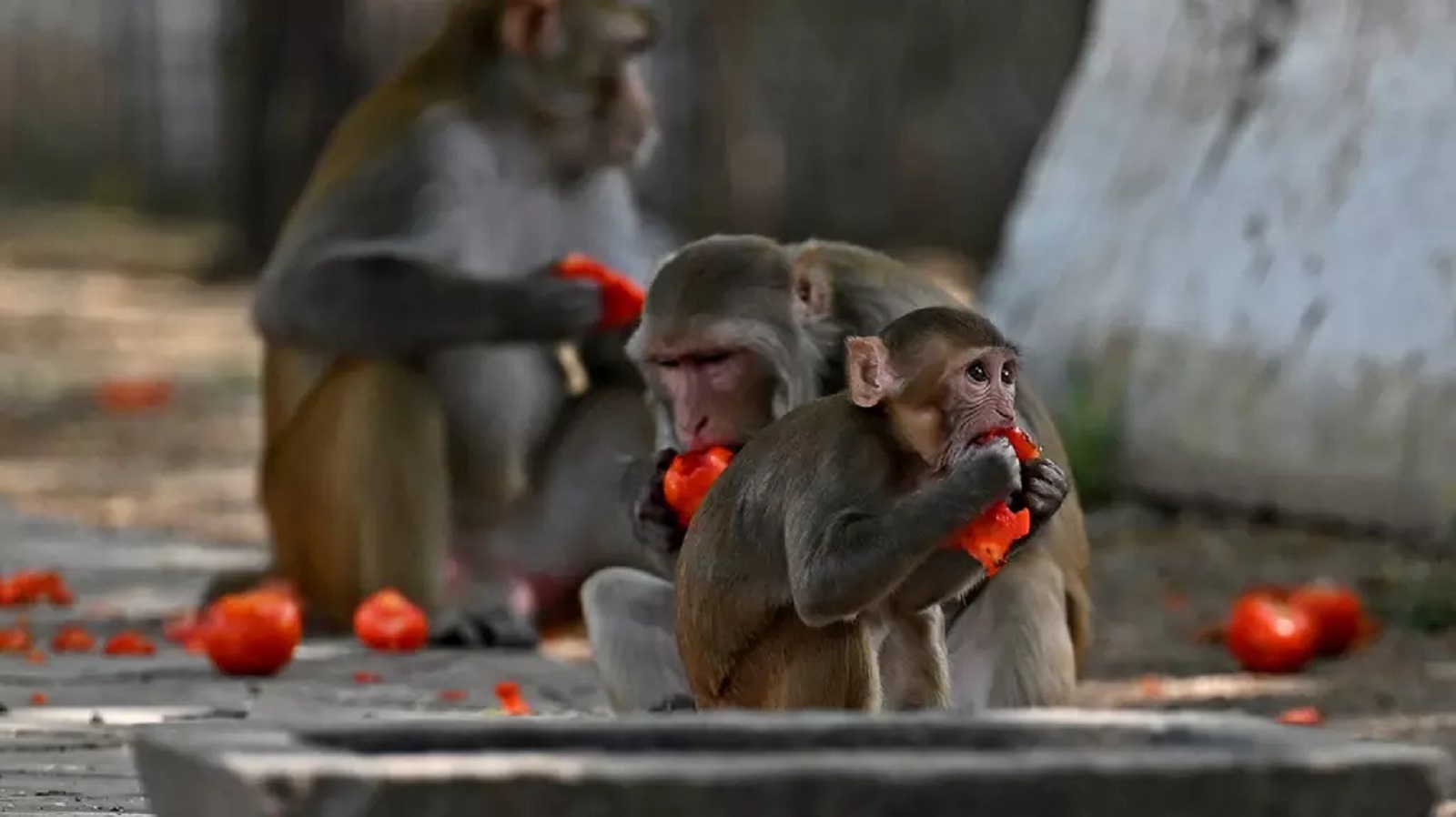 Kuriózní problém: Indie před summitem G20 řeší, jak zastrašit otravné opice