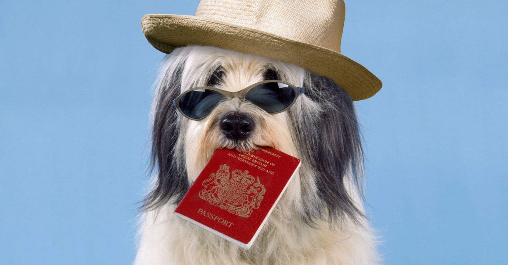 Americký pár plánoval svatbu snů v&nbsp;Itálii, ale pak jejich pes sežral pas