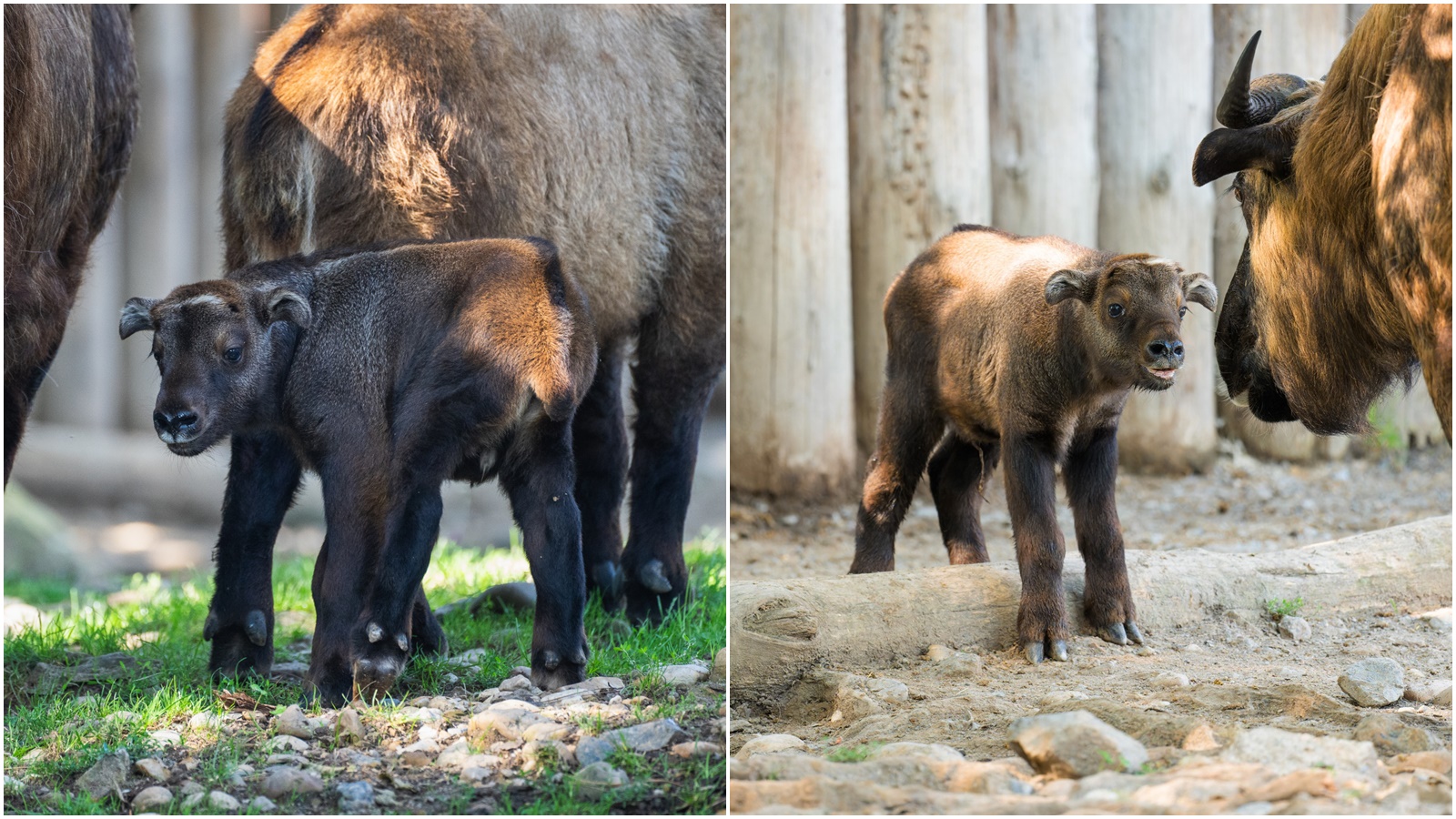 Zoo Praha se těší z přírůstků několika druhů kopytníků. Nejvíce chovatele překvapil takin indický