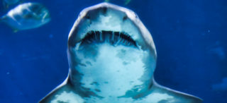 Může barva plavek přitahovat žraloky?