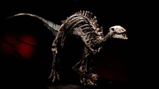 Za kolik se vydraží kostra dinosaura Barryho? Prý by se mohla prodat až za 30 miliónů korun