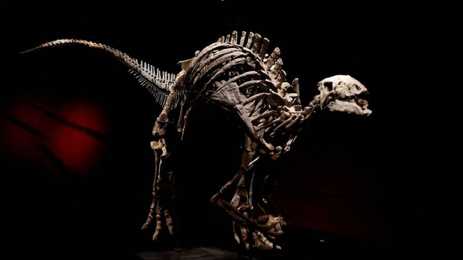 Za kolik se vydraží kostra dinosaura Barryho? Prý by se mohla prodat až za 30 miliónů korun
