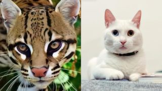 Líbí se vám tito kočičí drahouškové? Jsou to ty nejdražší na&nbsp;světě. Vyjde vás až na&nbsp;3 miliony