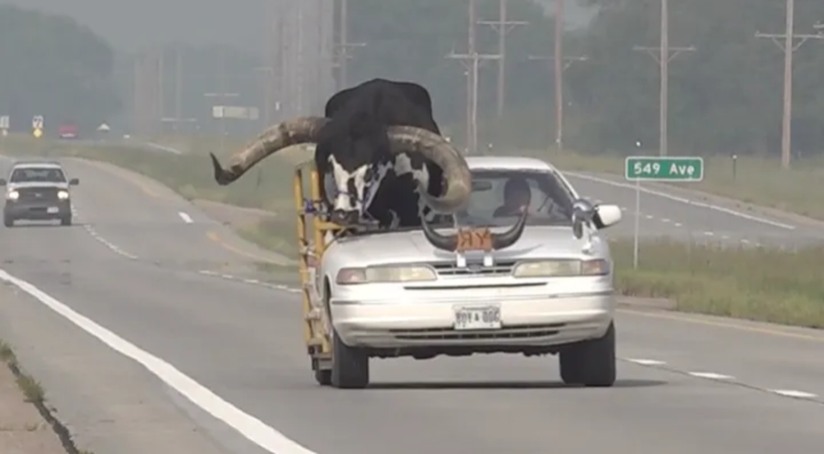 Netradiční spolujezdec. Muž vezl osobním automobilem býka s&nbsp;dvoumetrovými rohy