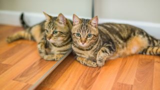 Co opravdu vidí zvířata v&nbsp;zrcadle? U&nbsp;některých druhů vás odpověď hodně překvapí