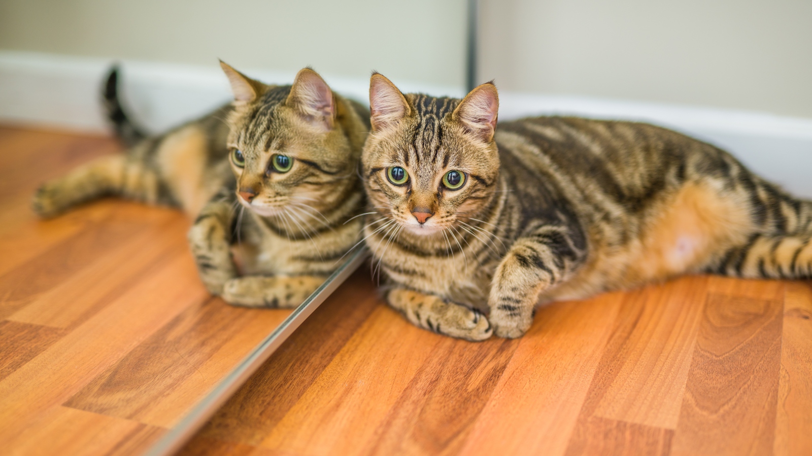 Co opravdu vidí zvířata v&nbsp;zrcadle? U&nbsp;některých druhů vás odpověď hodně překvapí