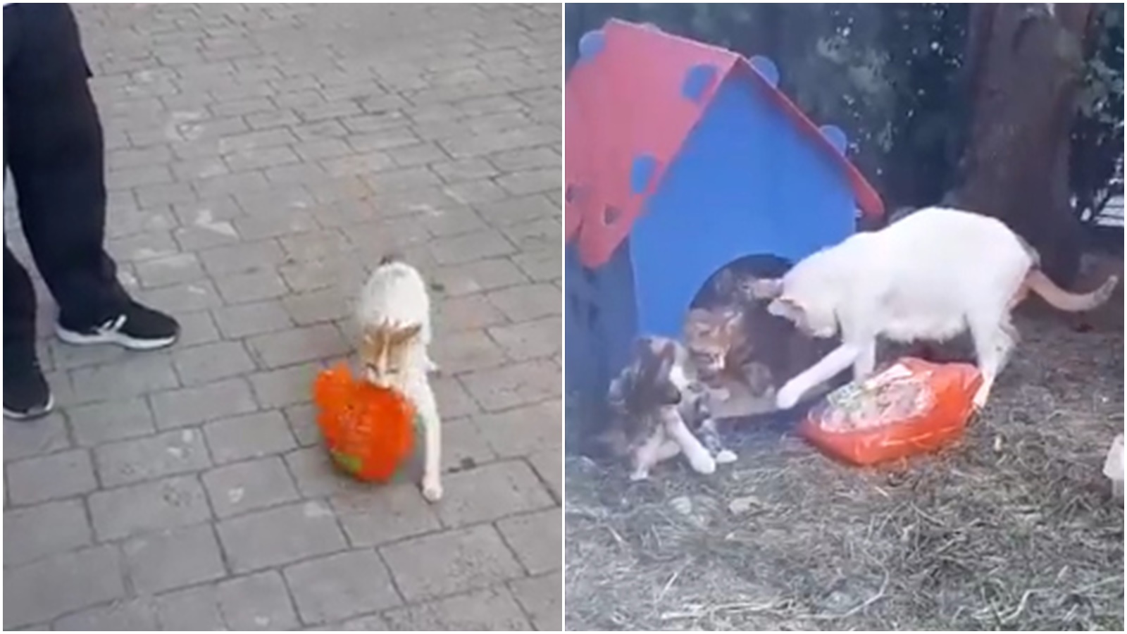 Mateřská láska je i&nbsp;ve světě zvířat. Kočka kradla v&nbsp;obchodě, aby nakrmila koťata