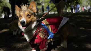 Milá pocta Alžbětě II.: V&nbsp;Londýně se sešli majitelé psů plemene corgi