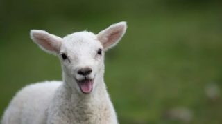 Stádo hladových ovcí spáslo skoro 300 kilogramů konopí. Skákaly pak do neobvyklé výšky