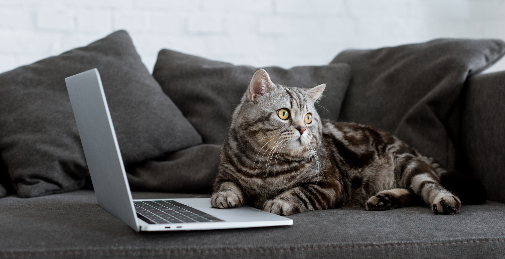 Tohle vás pobaví. Kamera odhalila, co dělá kočka, když je sama doma