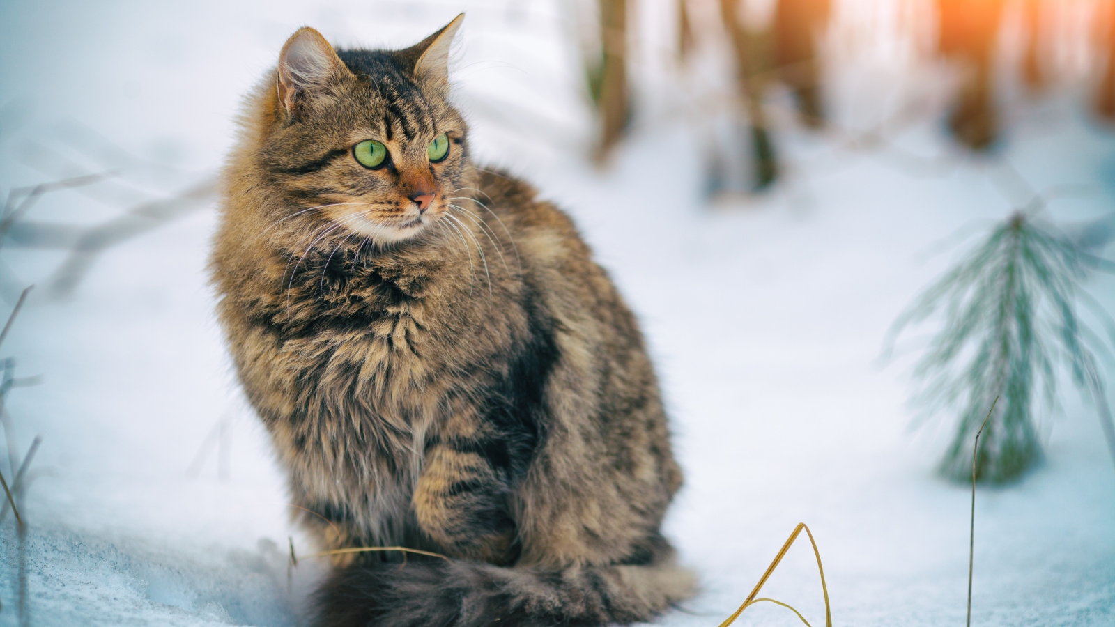 Jaká bude letošní zima? Odpověď zná vaše kočka