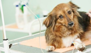 Z každého zranění dělá konec světa. Psí hypochondr stojí majitelku tisíce, ta už ví, jak na&nbsp;něj