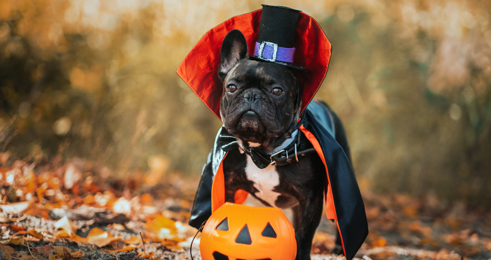 Halloween je tady! Inspirujte se a oslavte ho stylově se svým čtyřnohým parťákem