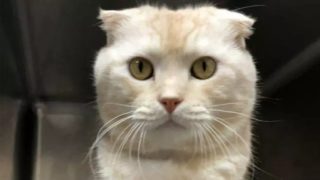 Nečekaný objev: Kočky prý dokážou udělat skoro 300 výrazů tváře