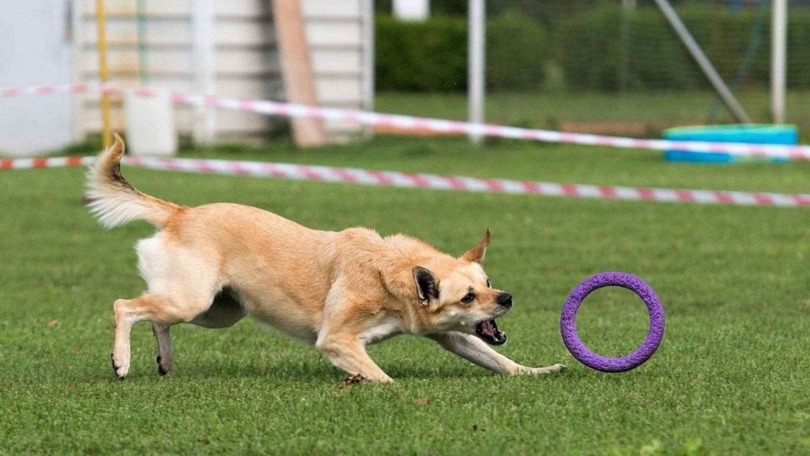 Fenka z útulku je světovou mistryní! Lusy se dostala z ulice na stupně vítězů