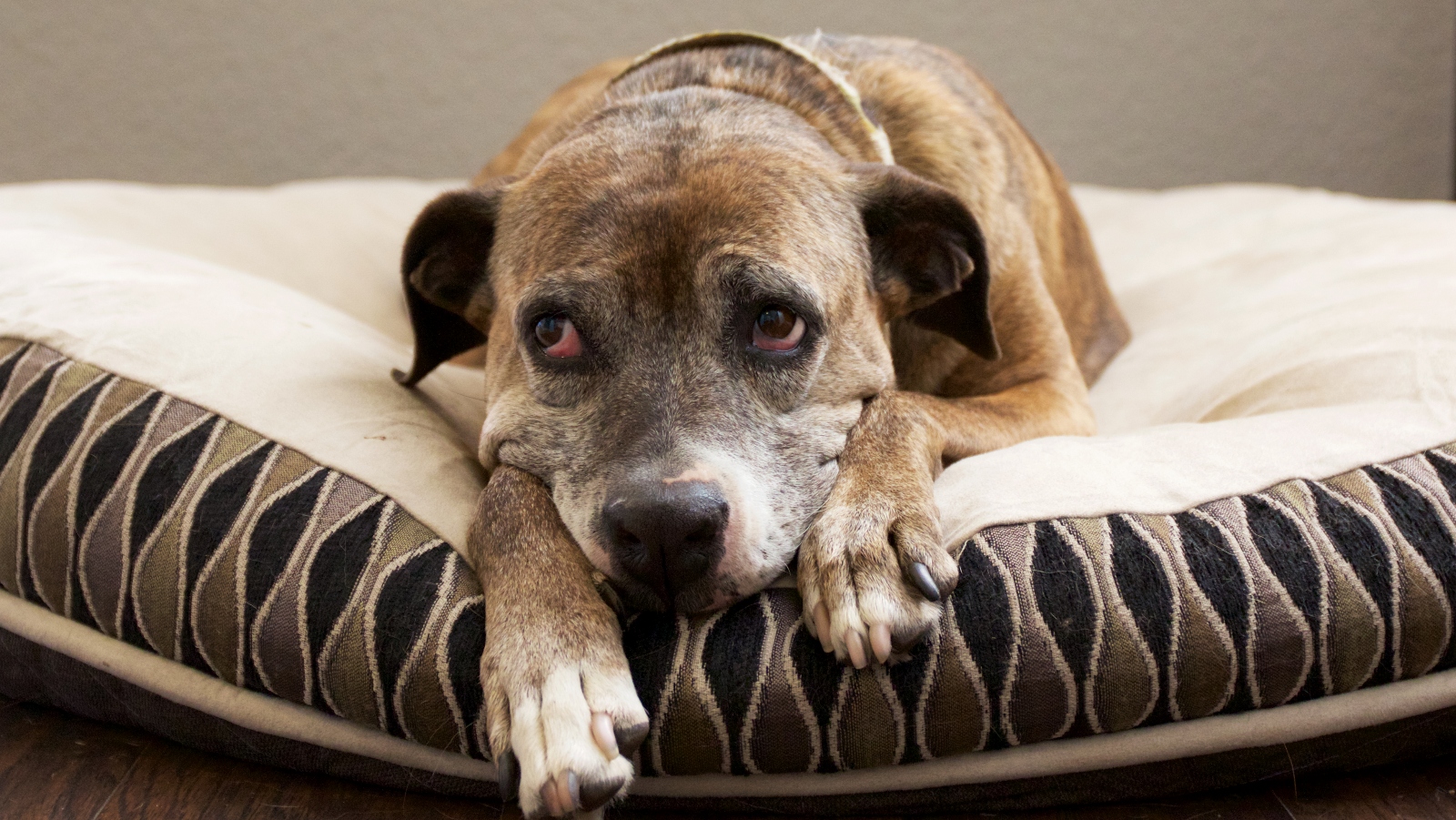 Jak správně pečovat o&nbsp;psího seniora?