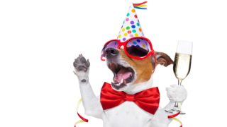 Opilého pejska našla doma překvapená panička z&nbsp;New Jersey. Její mazlík si asi chtěl zpříjemnit Vánoce