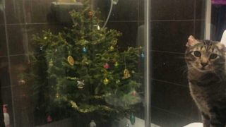 GALERIE: Několik praktických tipů, jak vánoční stromeček uchránit před domácími mazlíčky