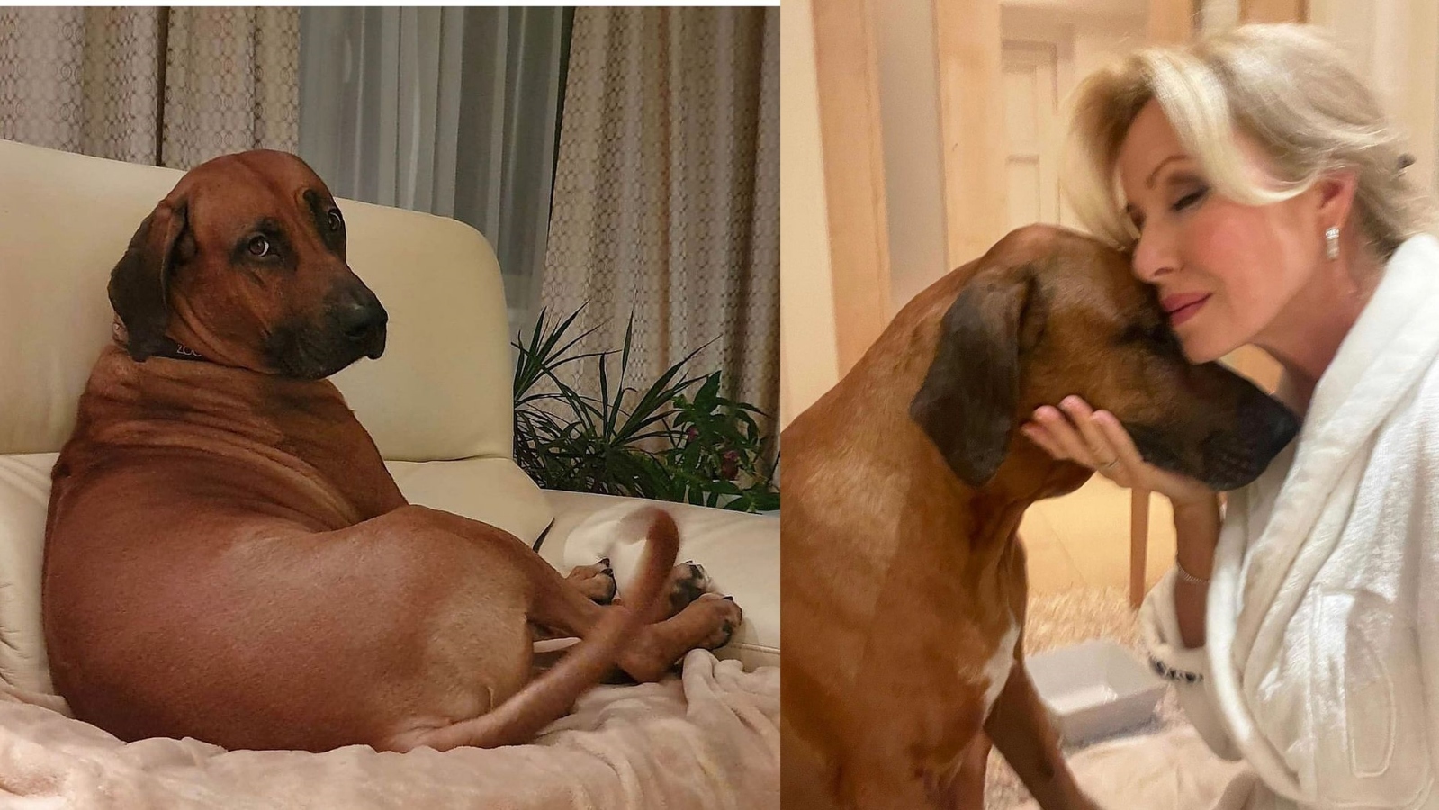 Brožová přišla o&nbsp;psa, Gavriely o&nbsp;kocoura. Jakou pověst má klinika slavných?