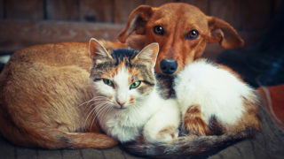 Polské církvi vadí lidská jména domácích mazlíčků: Je to hřích, tvrdí