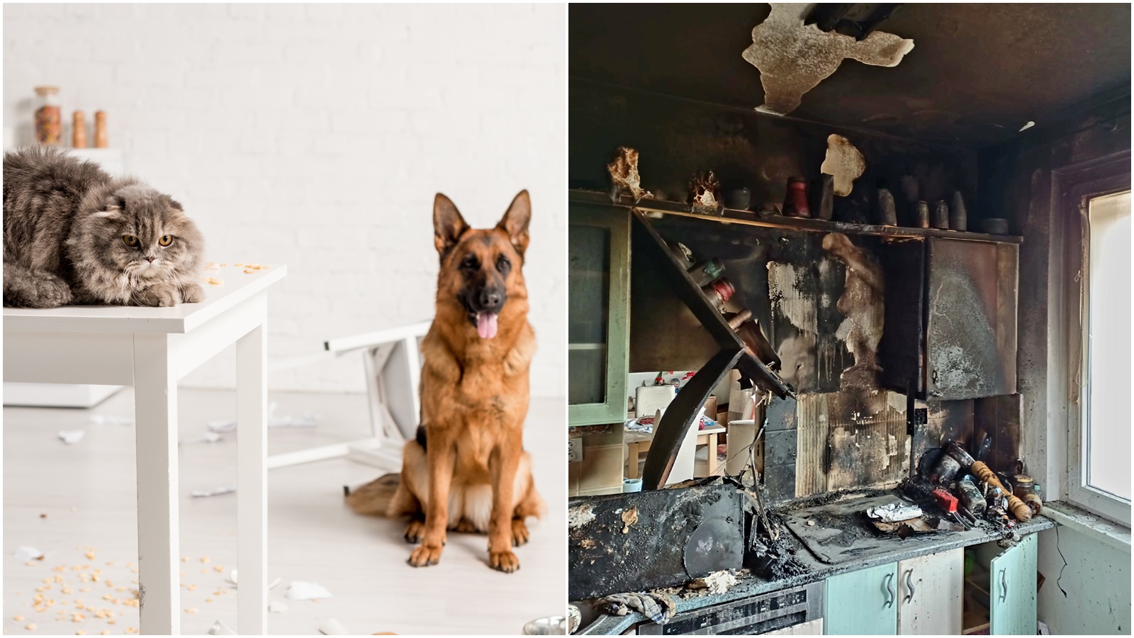V bytě uhořel pes a&nbsp;kočka. Požár způsobila plastová dóza položená na&nbsp;varné desce