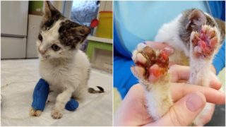 Zvíře není věc! Na&nbsp;Brněnsku pátrají po&nbsp;brutálnímu tyranovi kotěte