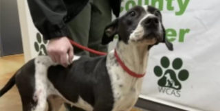 Na Lunu se konečně usmálo štěstí. Pejska adoptovali a&nbsp;jeho reakce vám udělá pěknější den