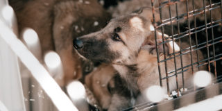 Lidé v&nbsp;Krakově pomohli útulku v&nbsp;mrazech. Vzali si psy dočasně domů