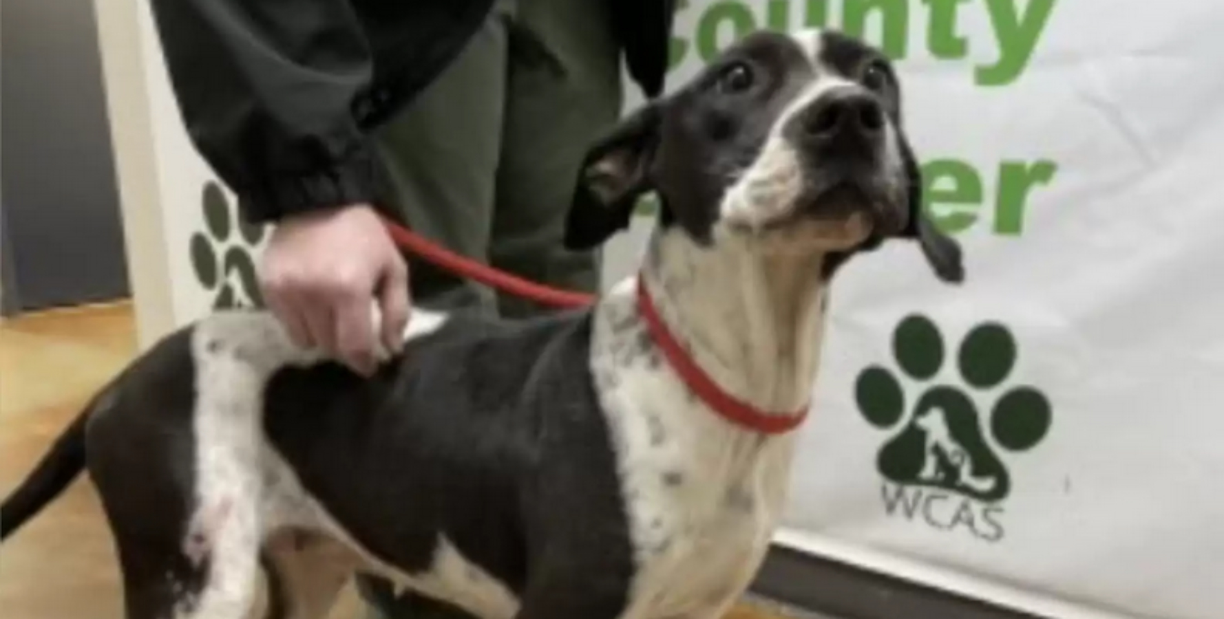 Na Lunu se konečně usmálo štěstí. Pejska adoptovali a jeho reakce vám udělá pěknější den