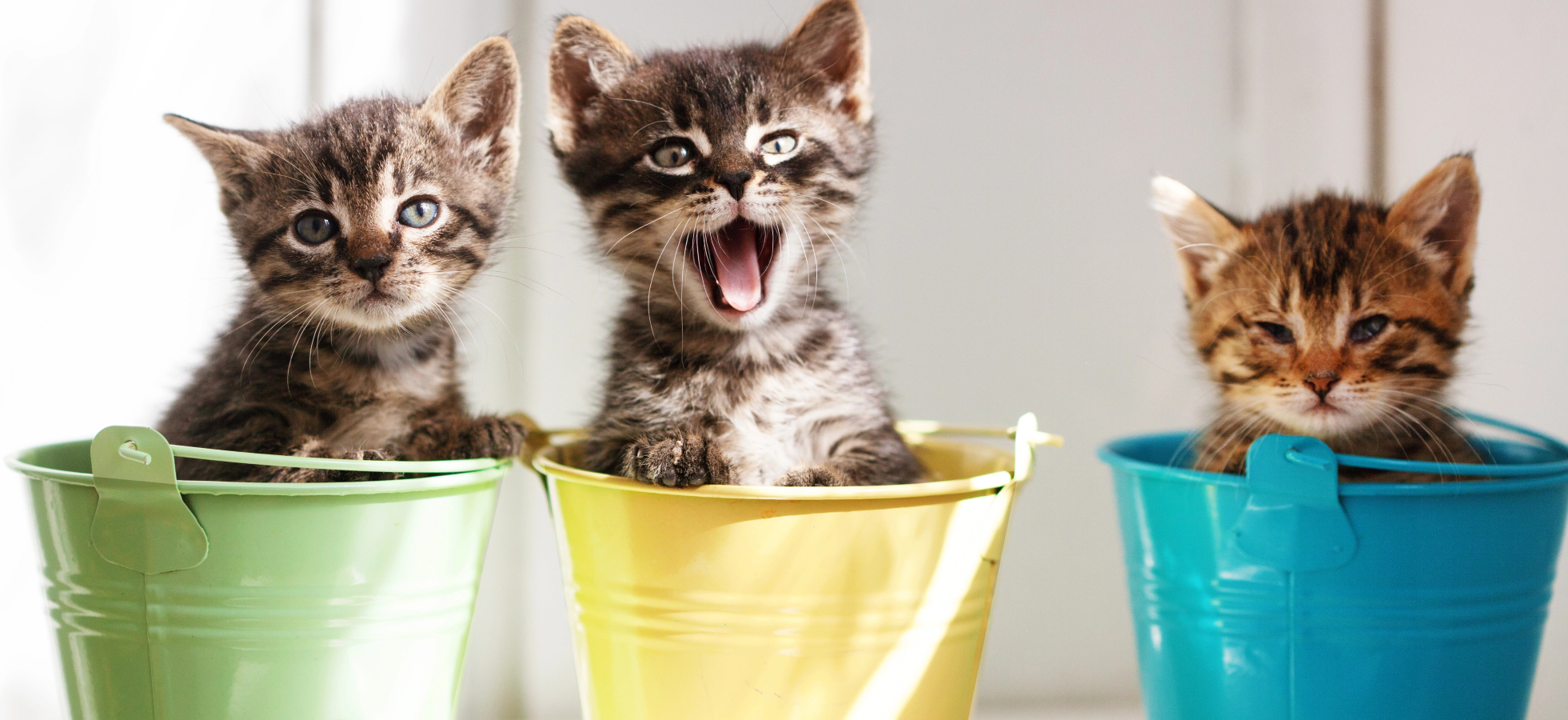 Kočky rozhodně nejsou nudná stvoření. Tady je 11 důvodů, proč jsou vtipné