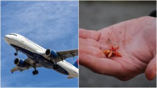 Na cestující vypadávali ze zavazadlového prostoru červi. Letadlo se muselo vrátilo