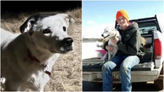 Fenka byla čtyři roky nezvěstná. Nyní se našla 1000 km od domova