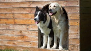 Patří pes domů nebo na&nbsp;zahradu? Jaké jsou pro&nbsp;a&nbsp;proti?