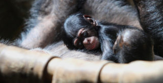 V ostravské zoo se narodilo mládě kriticky ohroženého šimpanze