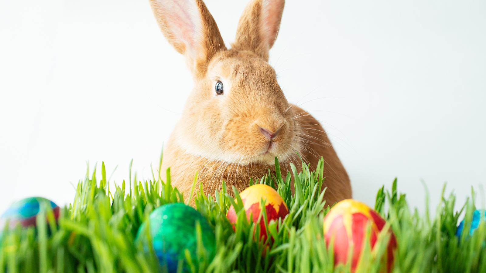 KVÍZ: Co všechno víte o&nbsp;Velikonocích?