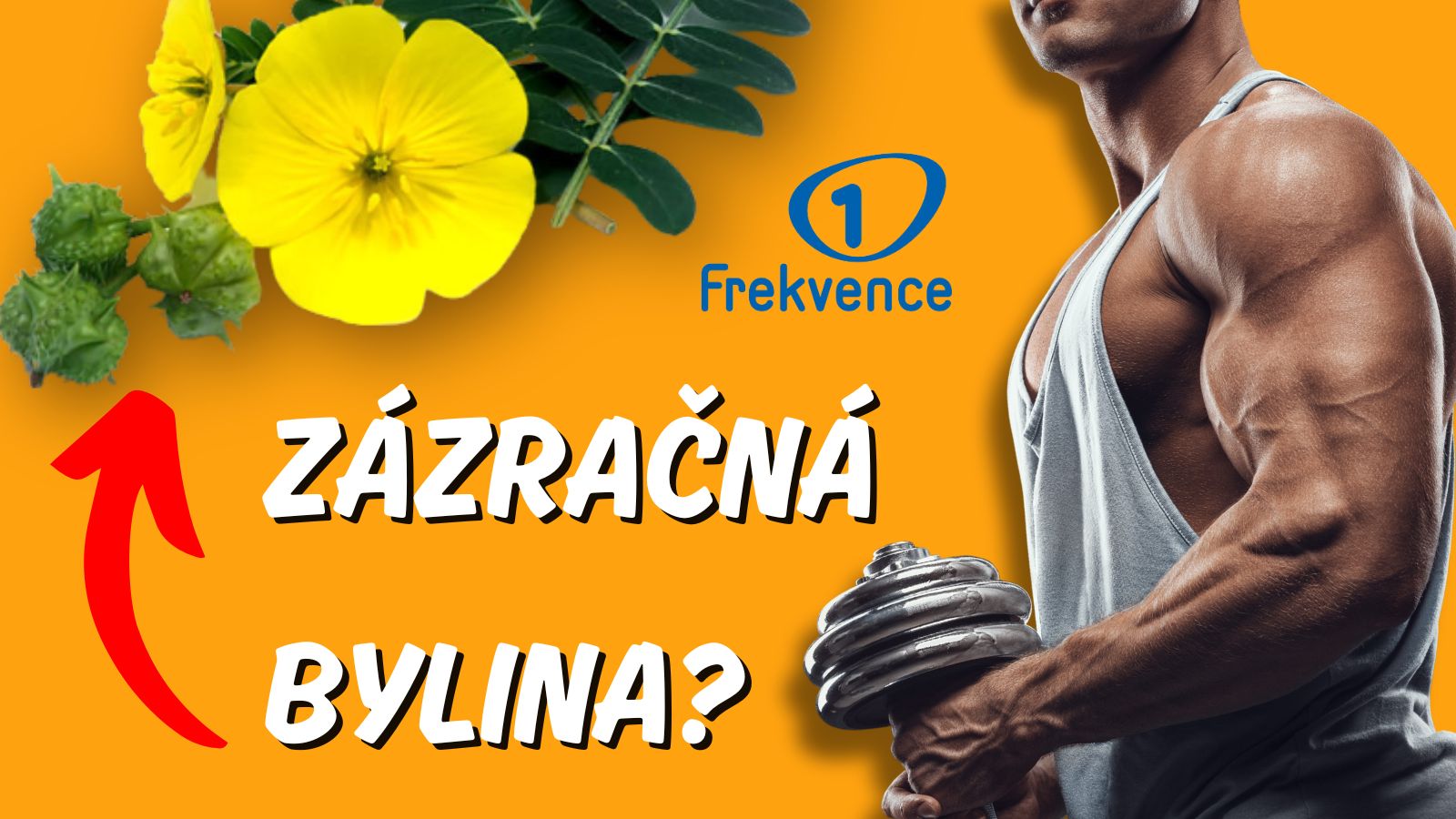 Sportovci na něj nedají dopustit a dokonce zlepšuje sex! Znáte kotvičník?