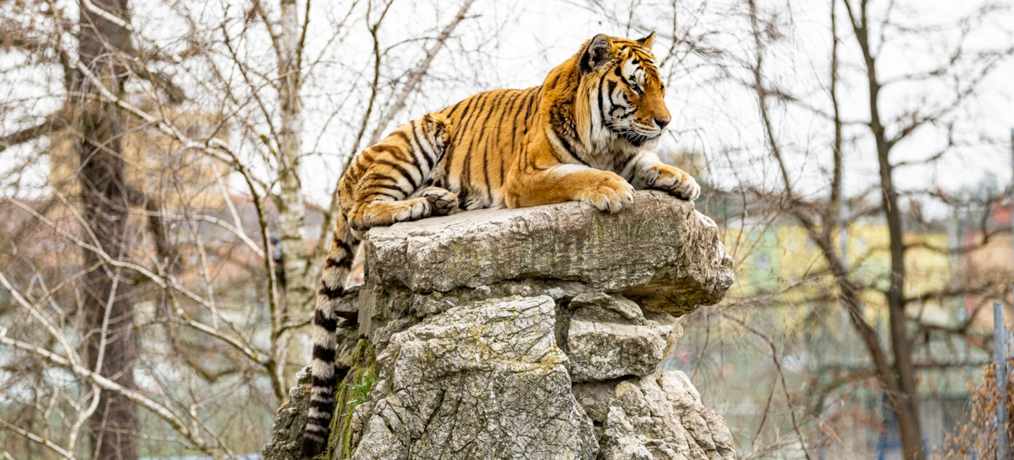 Velké kočky umí rozlišovat známé hlasy od neznámých
