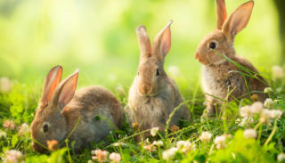 Velikonoční víkend bude teplý. Od neděle bude na&nbsp;obloze více oblačnosti