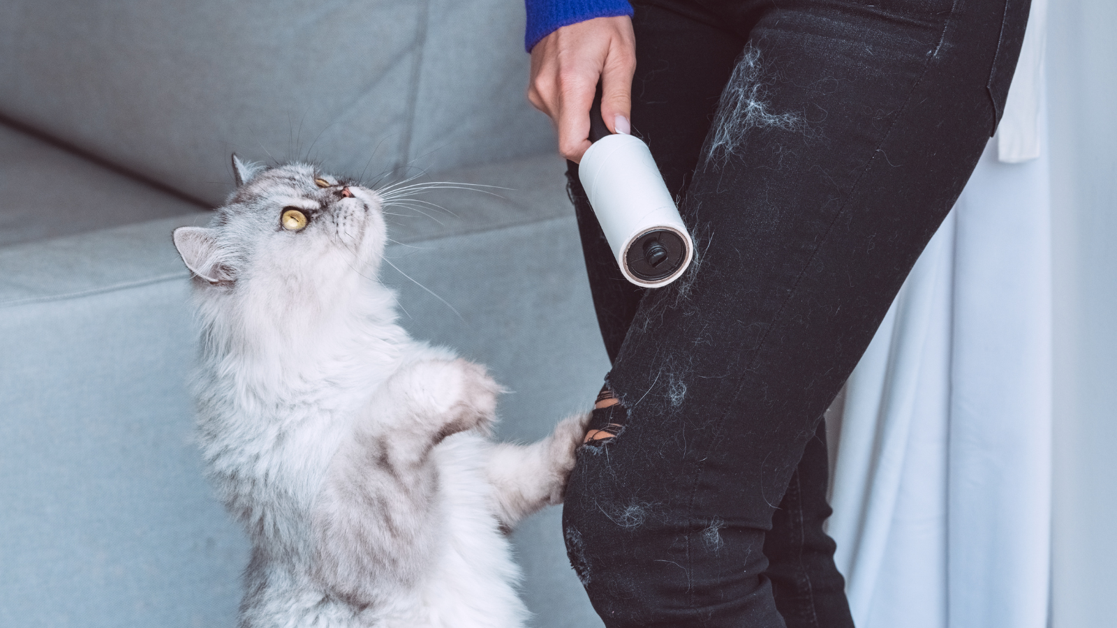 Pět účinných způsobů, jak odstranit zvířecí chlupy z&nbsp;oblečení a&nbsp;nábytku